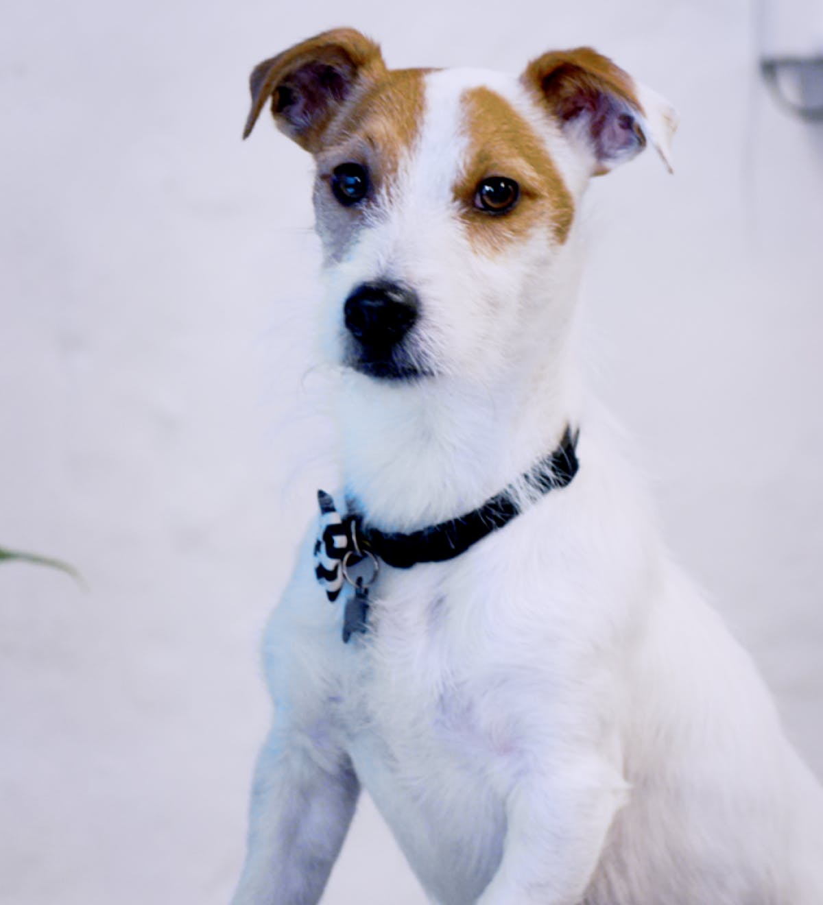 Cucciolo di cane marrone e bianco